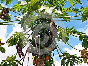 Organic papaya tree with a large bunch of papayas and green leaves with blue sky background in tropical Suriname South-America