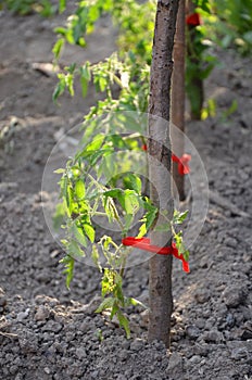 Organic paprika growing