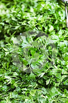 Organic Parsley. Fresh parsley. culinary and aromatic herbs