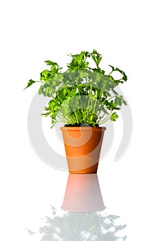 Organic Parsley Plant Growing in Pot on White Background