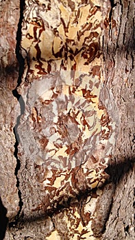 Organic patterns created by bark-eating insects photo