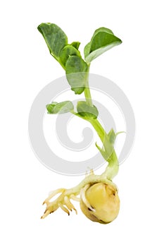 Organic pea seed germination. A green pea sprout ready for seedling. Spring background. Isolated on white.