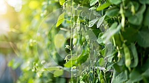 Organic Pea Vines Climbing Trellis