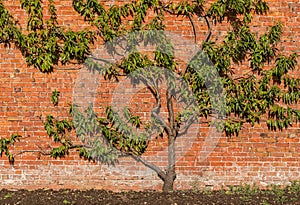 Organic Peach Tree on Brick Wall