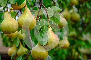 Organic Pears. Juicy flavorful pears of nature background. Pear