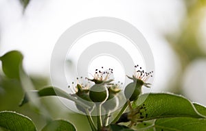 Organic pears on tree branch. Copy space. Selective focus