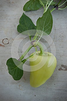 Organic pepper with leaves on a wooden board