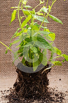 Organic Peppermint Plant with roots in fertilized soil isolated on natural burlap. Species: Mentha x Piperita.