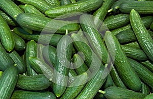 Organic Persian Cucumbers photo