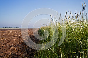 Daisies, sown to attract beneficial insects