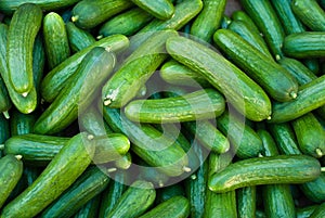 Organic Pickle Cucumbers photo