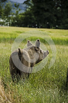 Organic pig