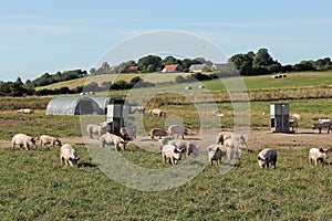 Organic piglets photo