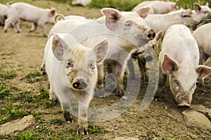Organic piglets