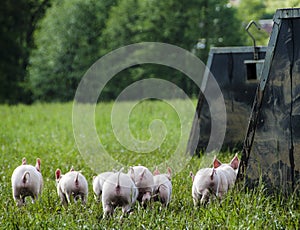Organic piglets