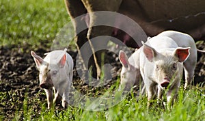 Organic piglets