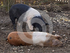 Organic pigs in the open air