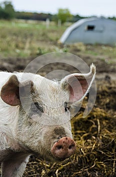Organic pigs from the organic farm