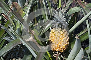 Organic Pineapple in green house