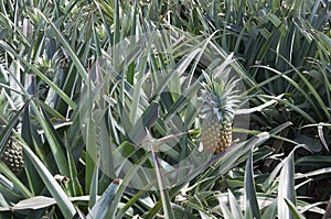 Organic Pineapple in green house