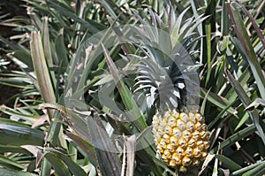 Organic Pineapple in green house