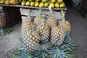 Organic Pineapples and mangoes fresh fruits bought to the market for sale