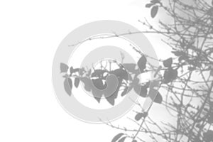 An organic plant shadow overlay, a blurred tree branch shape, an abstract design element