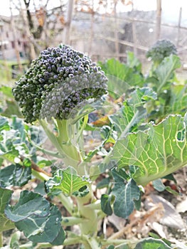 Organic plantation broccoli on the plantation photographed from above close-up, Health,  nutrition, green, fresh, vegetarian veget