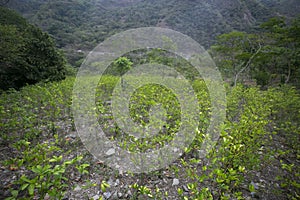 Organic plantation of coca plants in the Peruvian jungle.