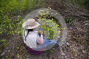 Organic plantation of coca plants in the Peruvian jungle.