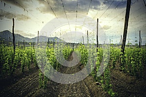 Organic plantation of hops in the sunset.