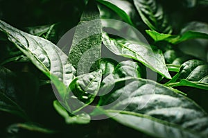 Organic plantation. Seedlings of pepper closeup plant leaves