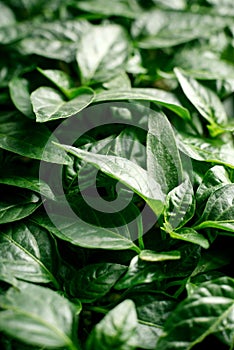 Organic plantation. Seedlings of pepper closeup plant leaves