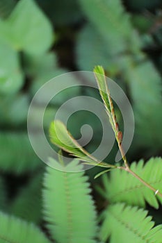 Organic plants. Close up aromatic Herbs plant