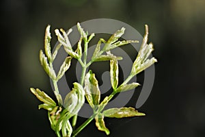 Organic plants. Close up aromatic Herbs plant