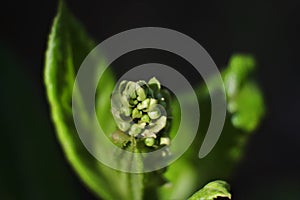 Organic plants. Close up aromatic Herbs plant