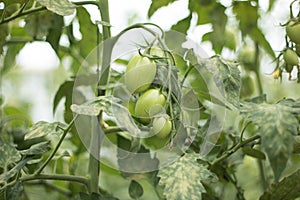 Organic Jitomates in greenhouse photo