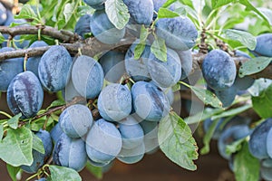 Organic plums