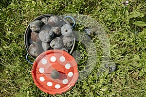 Organic plums in blue pot with a red cover