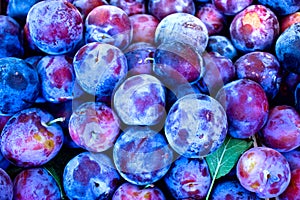 Organic plums - damson