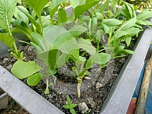Organic Pokchoy or Bokchoy (Brassica rapa ) vegetable in the garden. Vegetable garden.