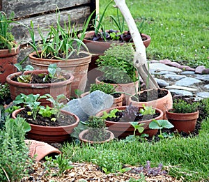 Organic pot gardening