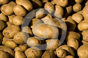 Organic Potato Harvest