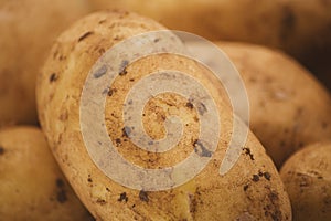 Organic potatoes - extreme close up macro photography