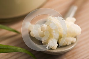 Organic probiotic milk kefir grains