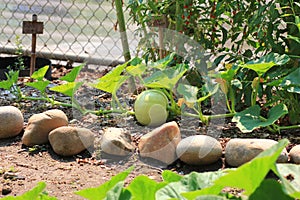 Organic pumpkin growing on the vine