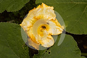 Bee visiting bright yellow flower in Organic Pumpkin patch in vegetable garden