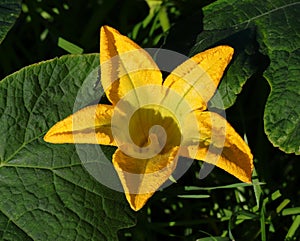 Organic, Pumpkin plant in flower.