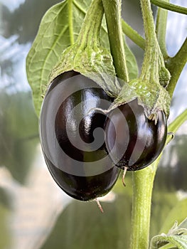 Organic purple eggplants. Ripe eggplants growing in the vegetable garden