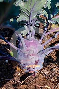 Organic purple kohlrabi cabbage growing in garden ready to harvest